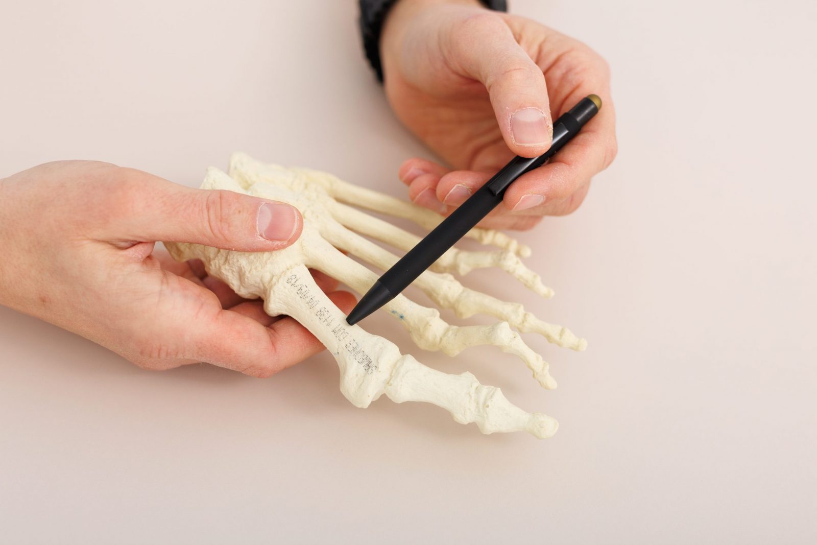 Hands holding a foot skeleton model while a pen points to a bone near the big toe