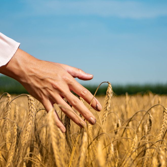 Ruka dodiruje klasje pšenice na polju pod vedrim nebom.