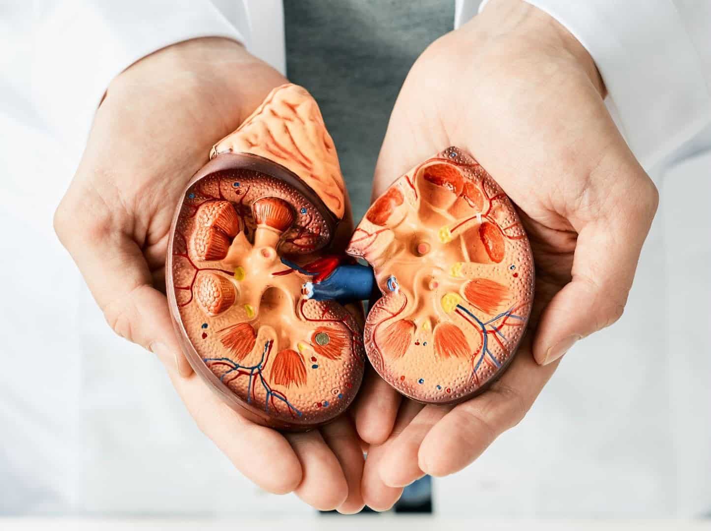 Cupped hands hold a detailed anatomical model of a human kidney cut in half, showing renal pyramids, blood vessels, and the renal pelvis.