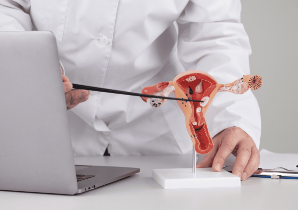 Medicinski stručnjak u bijeloj kuti štapom pokazuje na anatomski model ženskog reproduktivnog sustava (maternica, jajnici i jajovodi) na stolu uz otvoreno prijenosno računalo.